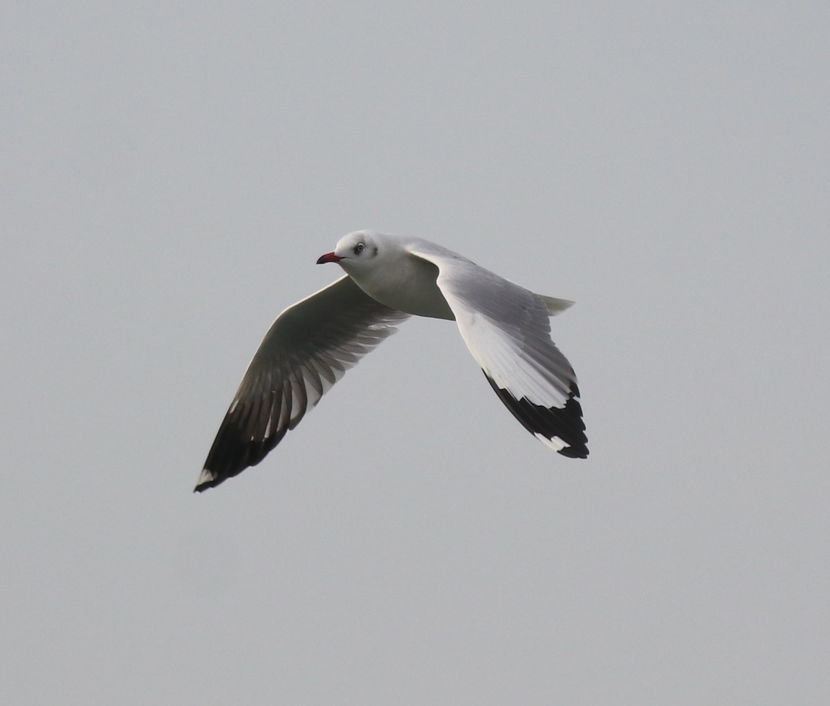 Common Tern - ML620633599