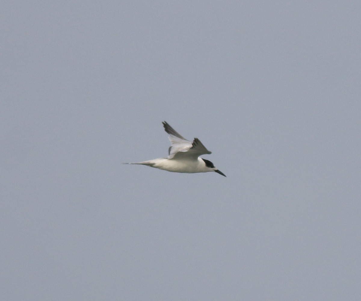 Common Tern - ML620633600