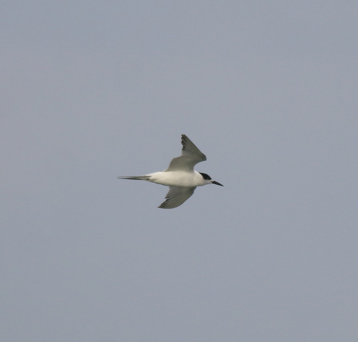 Common Tern - ML620633604