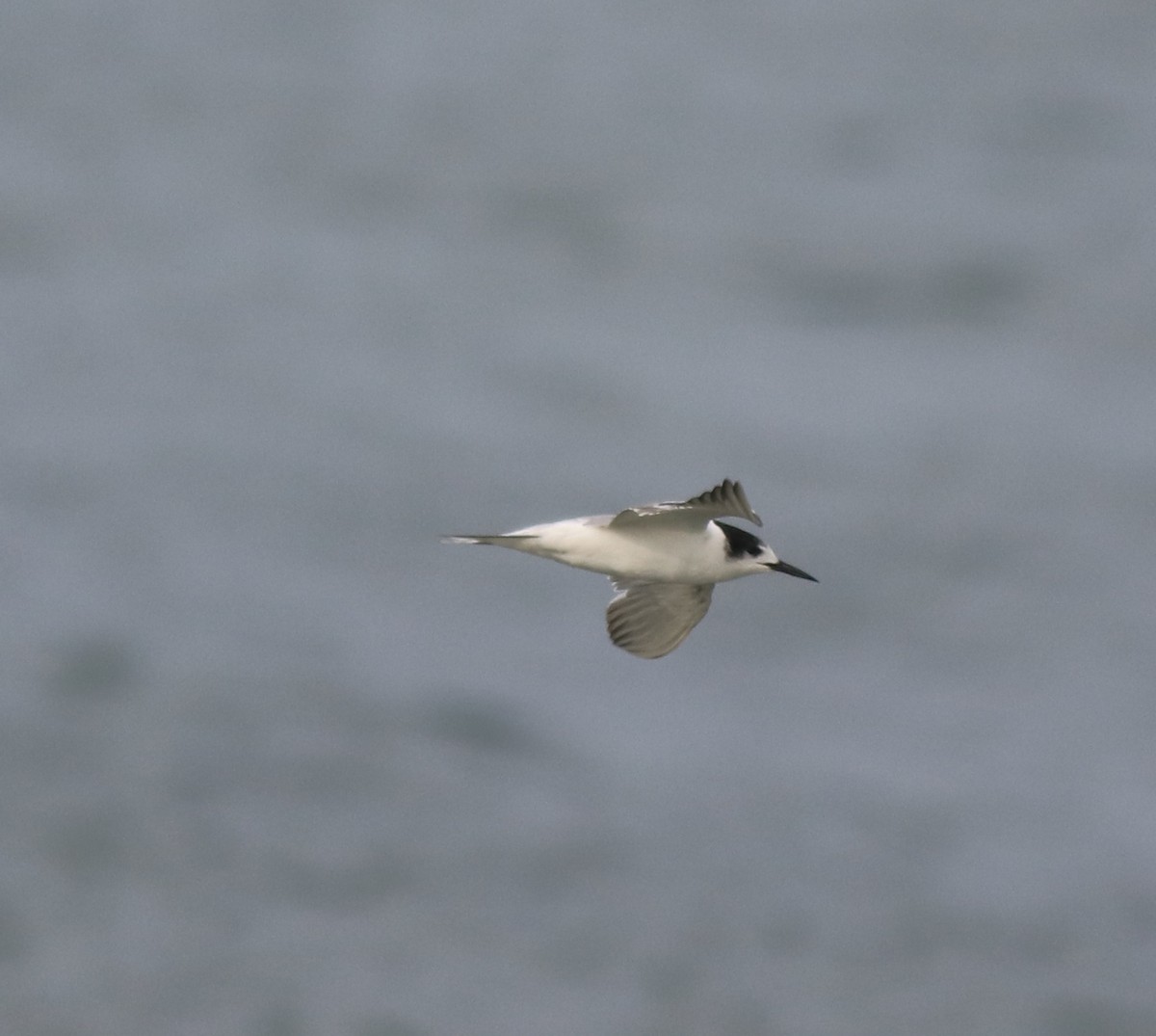 Common Tern - ML620633605