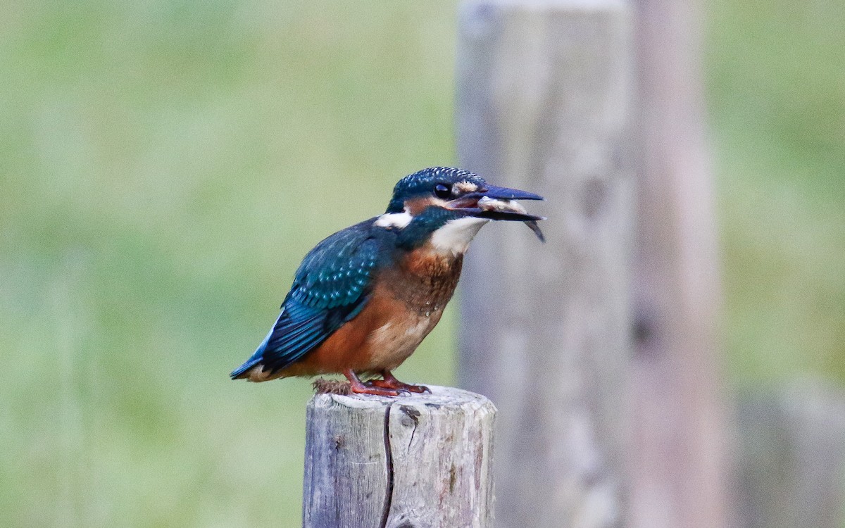 Common Kingfisher (Common) - ML620633617