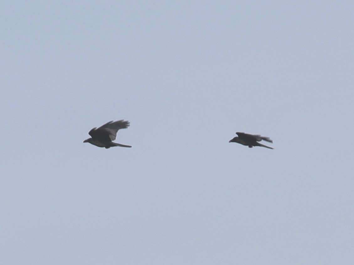 Large-billed Crow - Bert Frenz