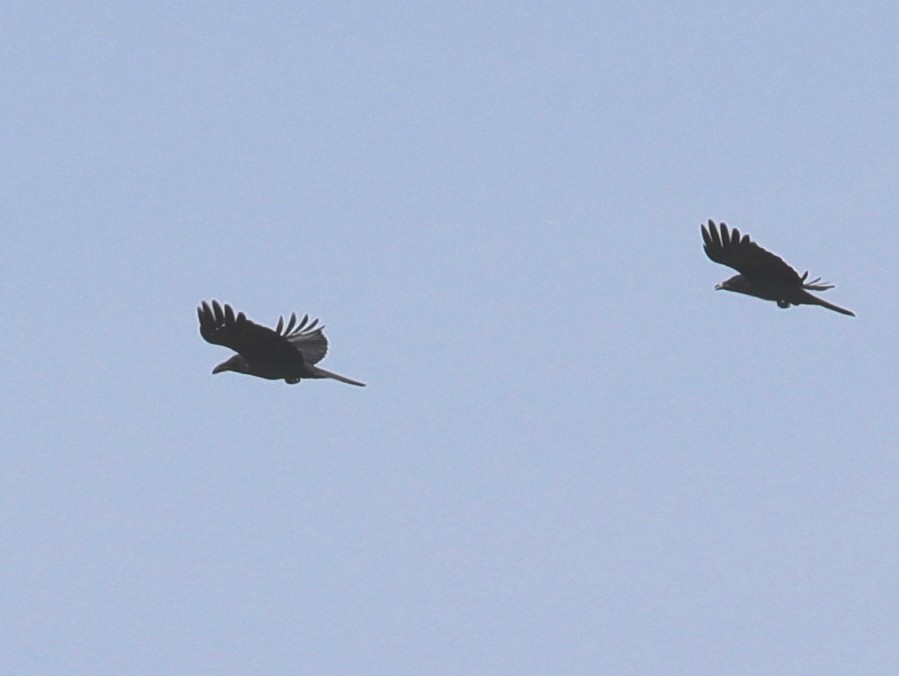 Large-billed Crow - ML620633632