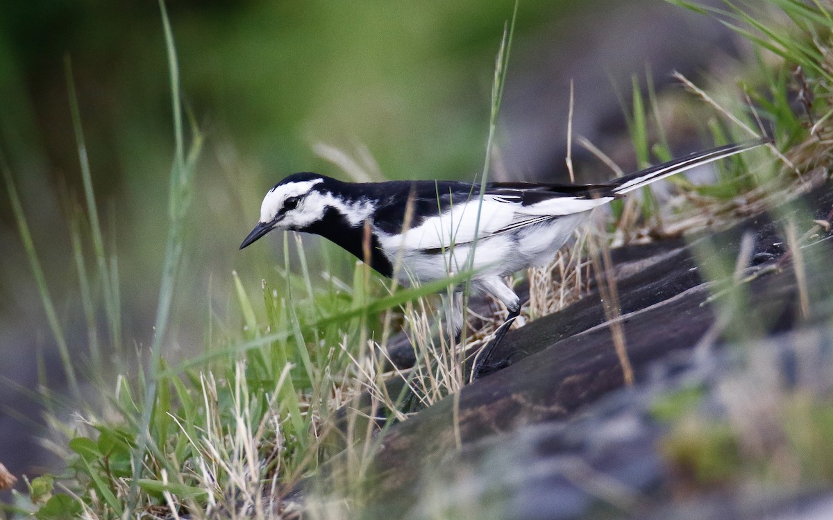 White Wagtail (Black-backed) - ML620633635