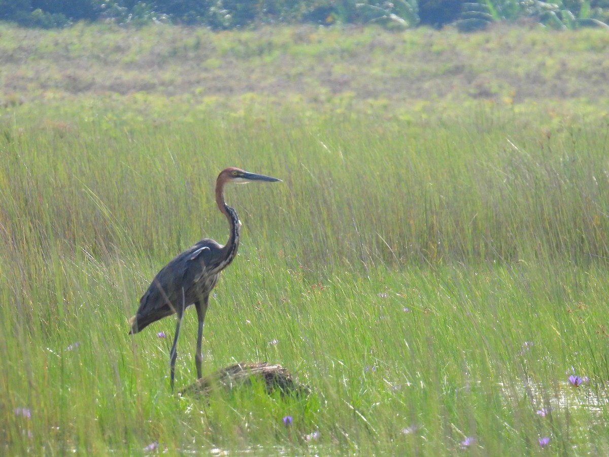 Goliath Heron - ML620633643