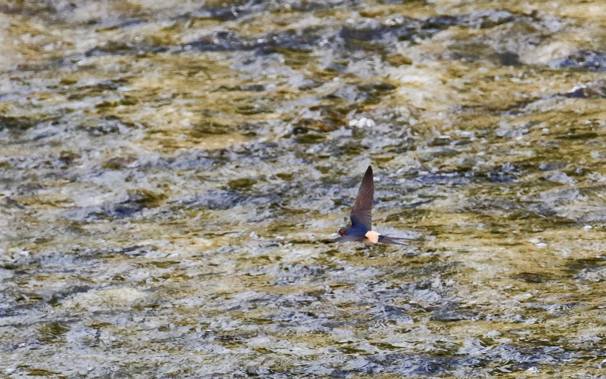 Red-rumped Swallow (Red-rumped) - ML620633645