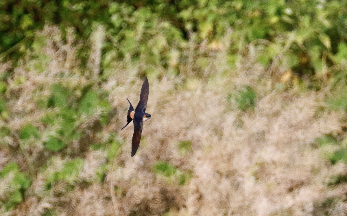 Red-rumped Swallow (Red-rumped) - ML620633646