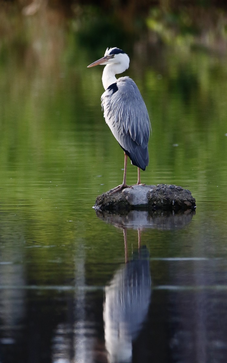 Gray Heron (Gray) - Uku Paal