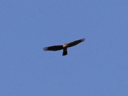 Eurasian Sparrowhawk - ML620633657
