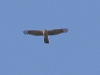 Eurasian Sparrowhawk - ML620633658