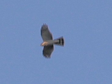 Eurasian Sparrowhawk - ML620633659