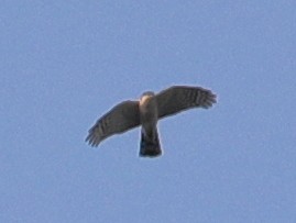 Eurasian Sparrowhawk - ML620633660