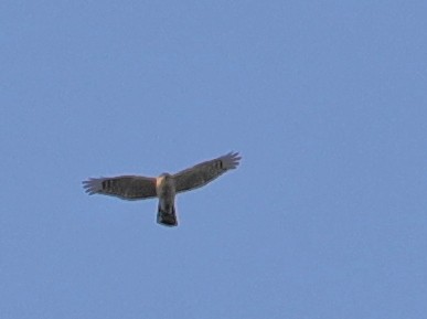 Eurasian Sparrowhawk - ML620633661