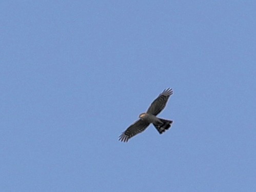 Eurasian Sparrowhawk - ML620633662