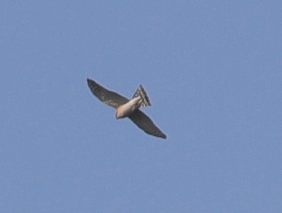 Eurasian Sparrowhawk - Bert Frenz