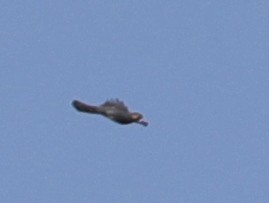 Eurasian Sparrowhawk - ML620633664