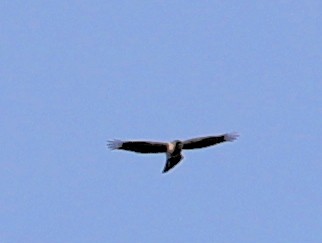 Eurasian Sparrowhawk - ML620633665