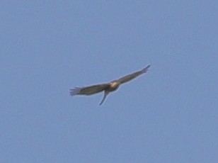 Eurasian Sparrowhawk - ML620633667