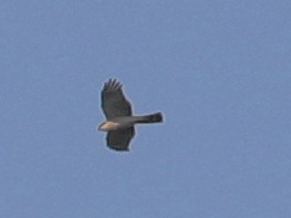 Eurasian Sparrowhawk - ML620633668