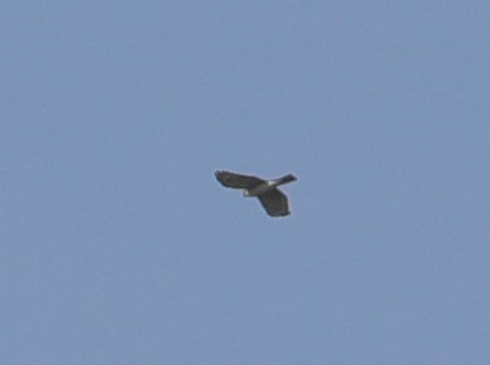 Eurasian Sparrowhawk - ML620633669