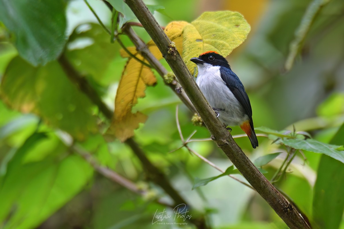 Flame-crowned Flowerpecker - ML620633675