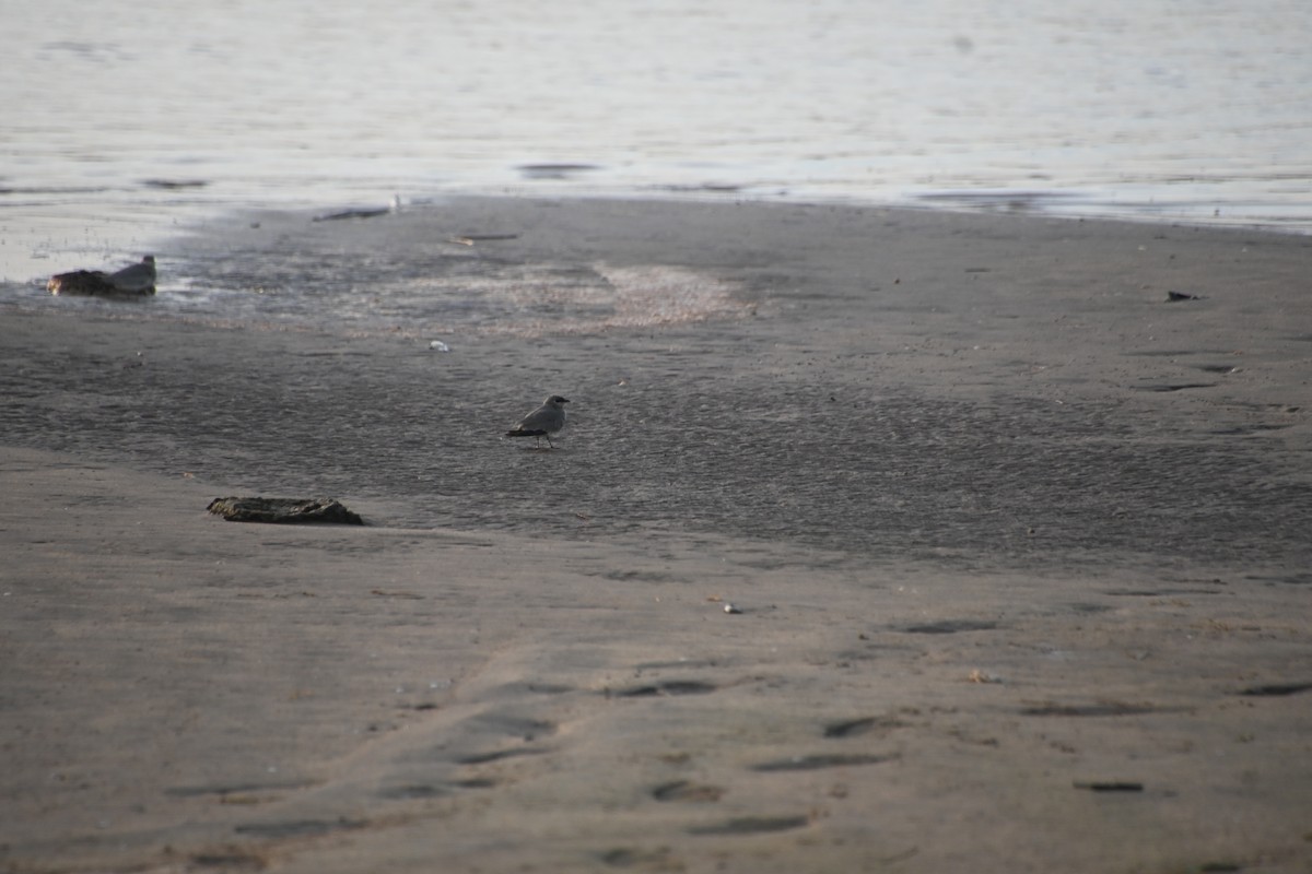 Small Pratincole - ML620633679