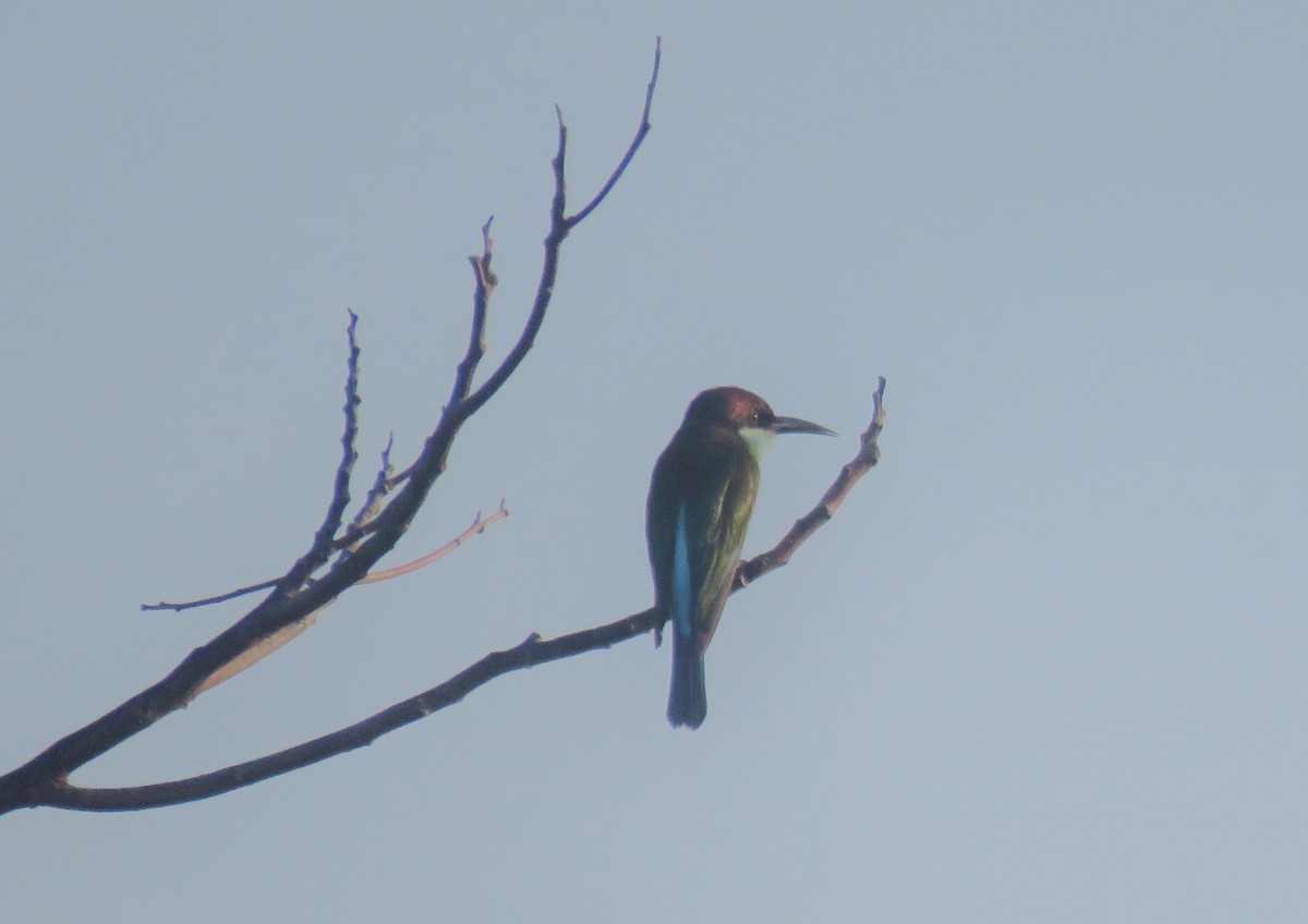 Blue-throated Bee-eater - ML620633691