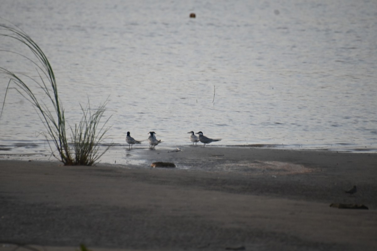 Whiskered Tern - ML620633692