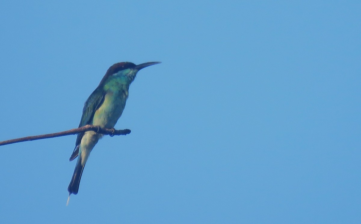 Blue-throated Bee-eater - ML620633694