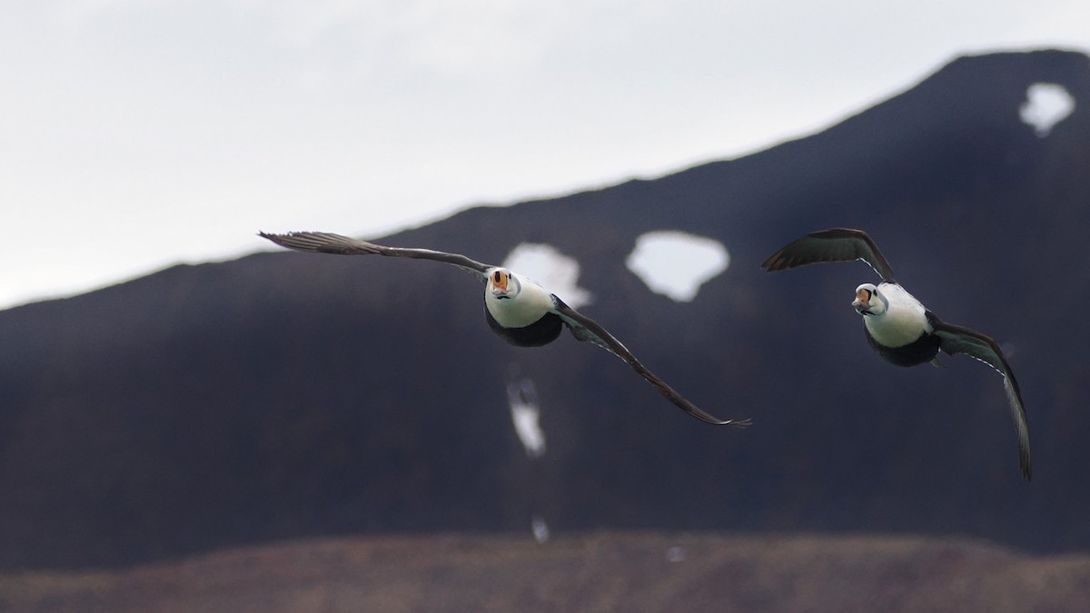 King Eider - ML620633703