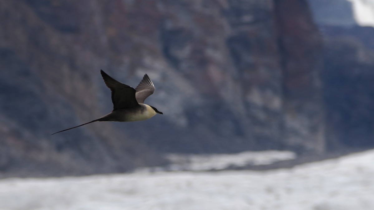 Long-tailed Jaeger - ML620633711