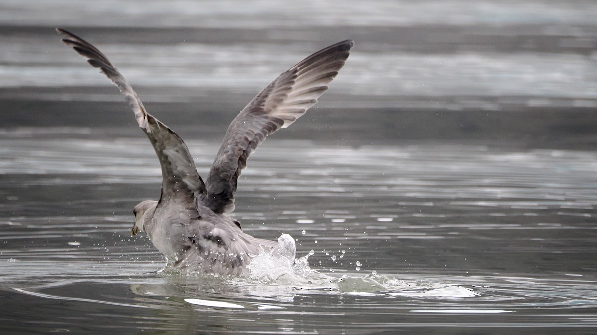 Northern Fulmar - ML620633727