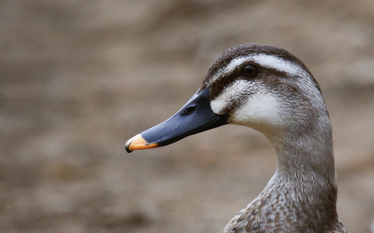 Eastern Spot-billed Duck - ML620633729