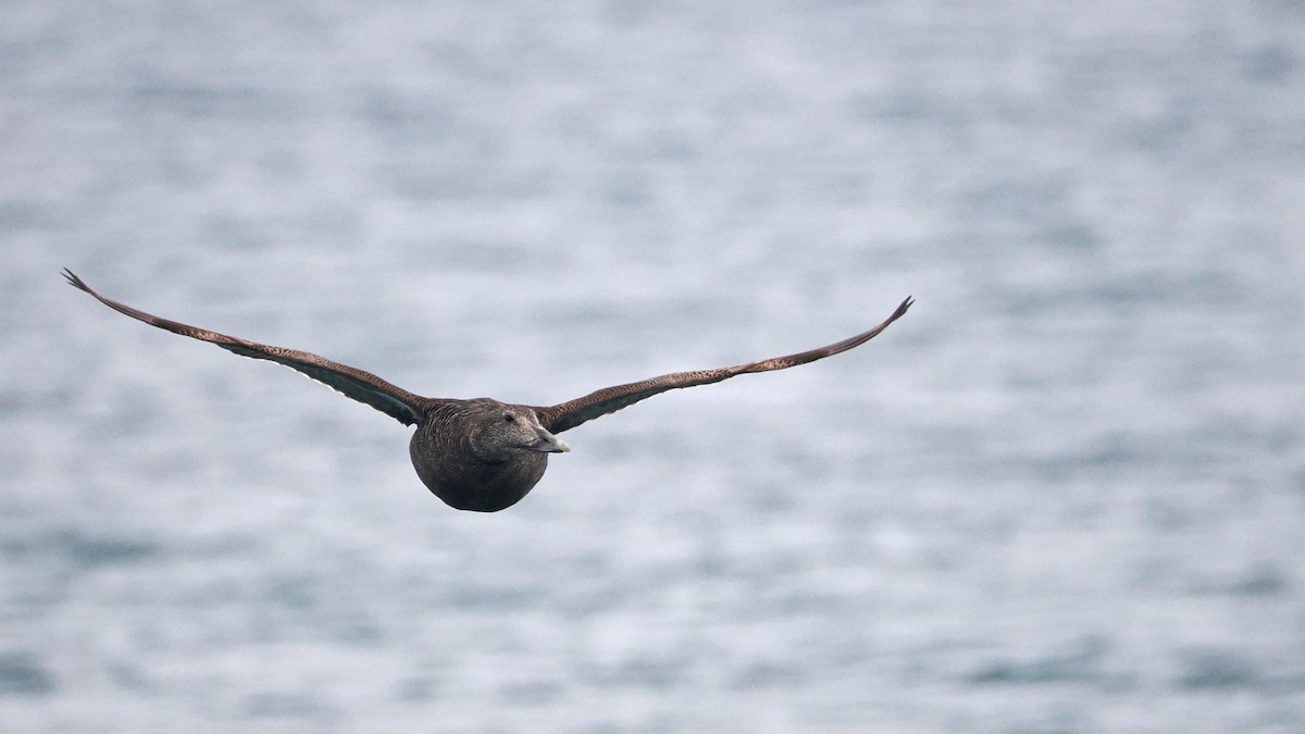 Common Eider - steve b