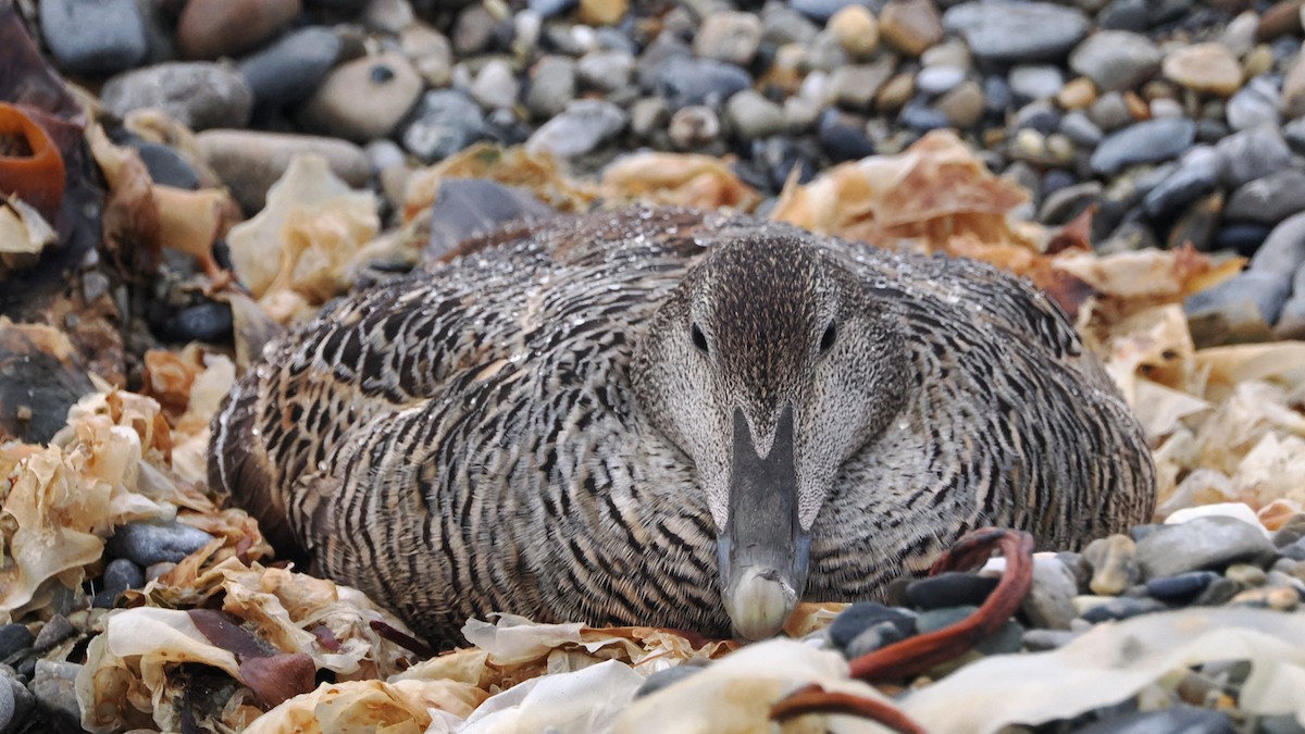 Common Eider - ML620633741