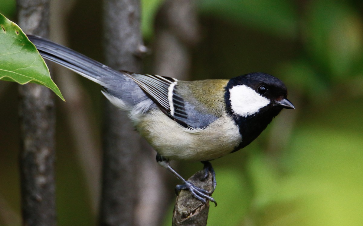 Japanese Tit (Japanese) - ML620633747