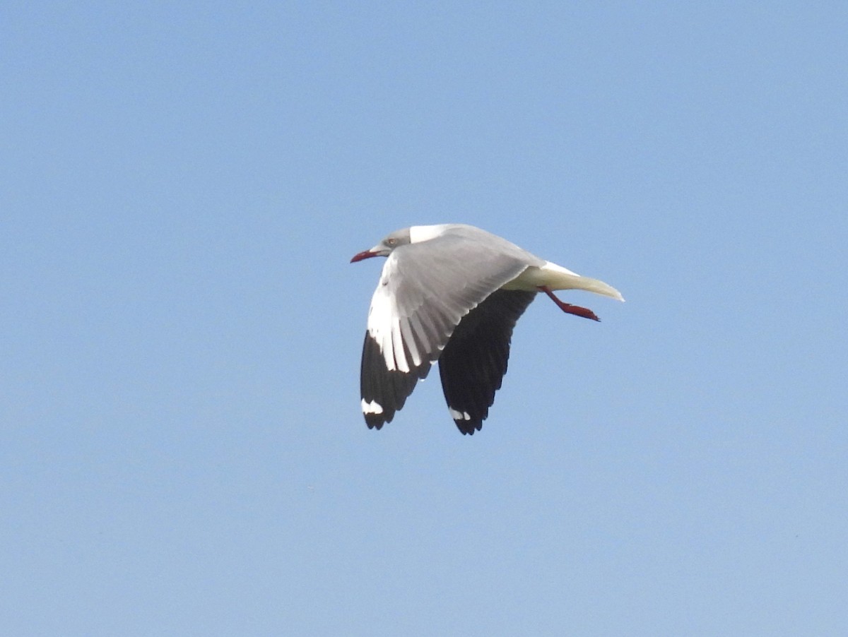 Gray-hooded Gull - ML620633754