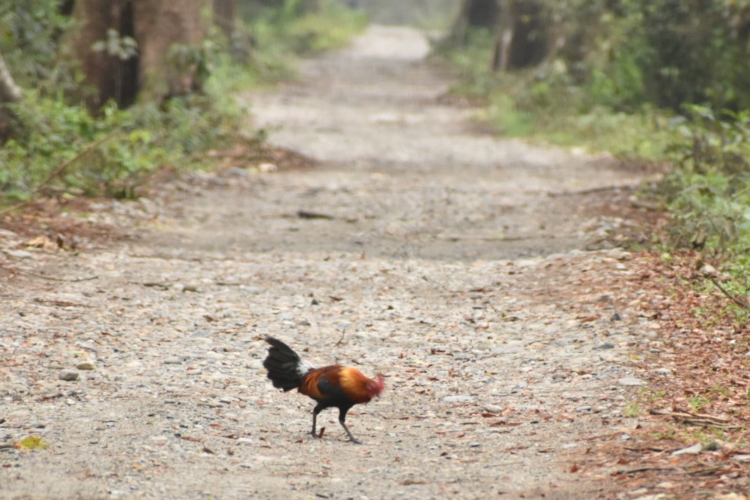 Red Junglefowl - ML620633770