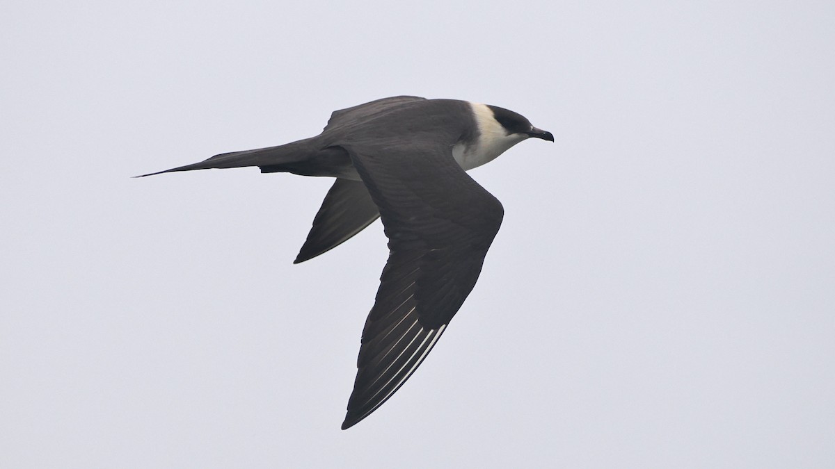 Parasitic Jaeger - ML620633773