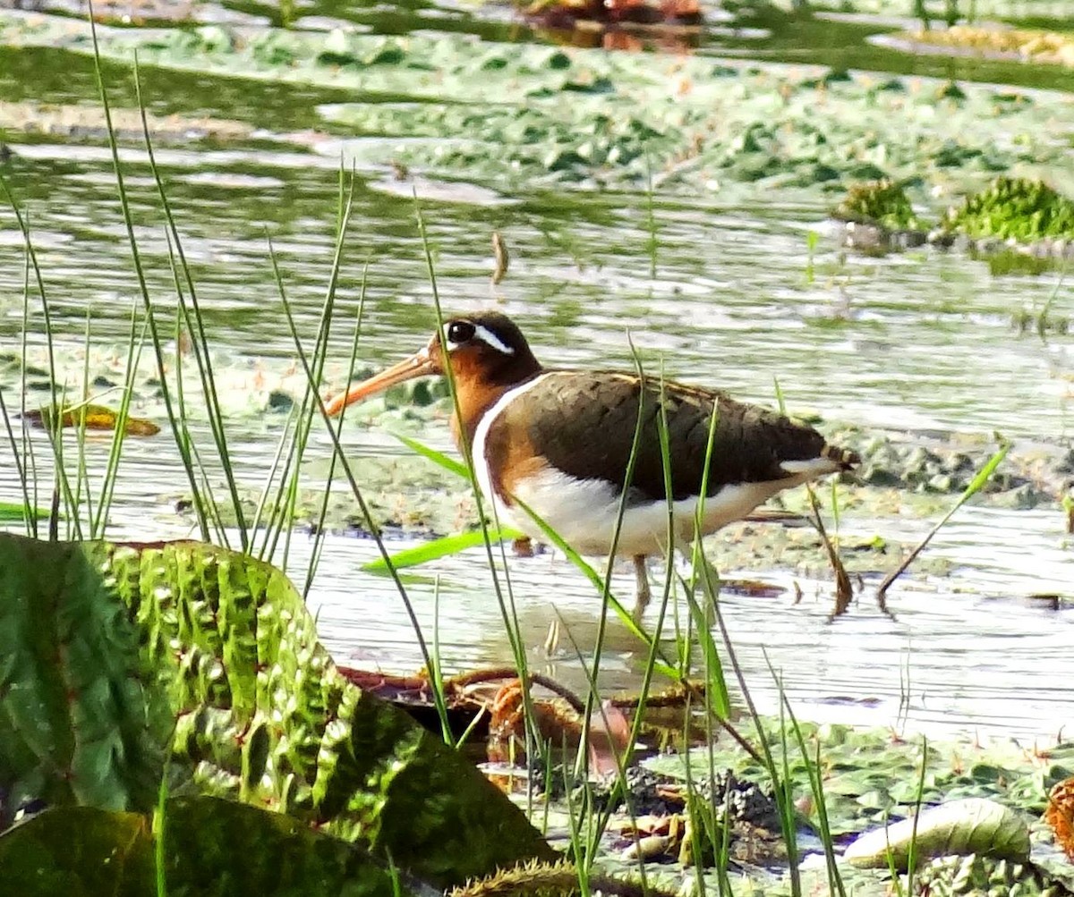 Greater Painted-Snipe - ML620633786