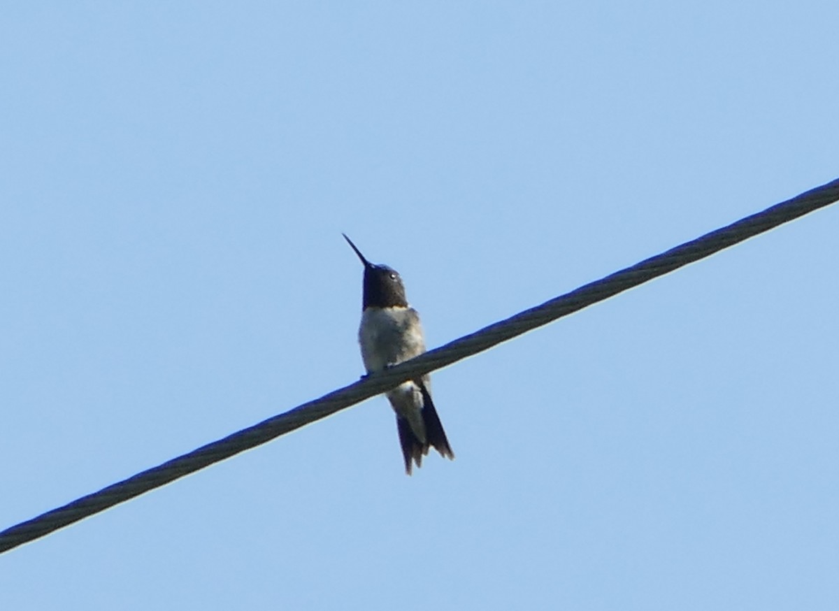 Colibri à gorge rubis - ML620633792