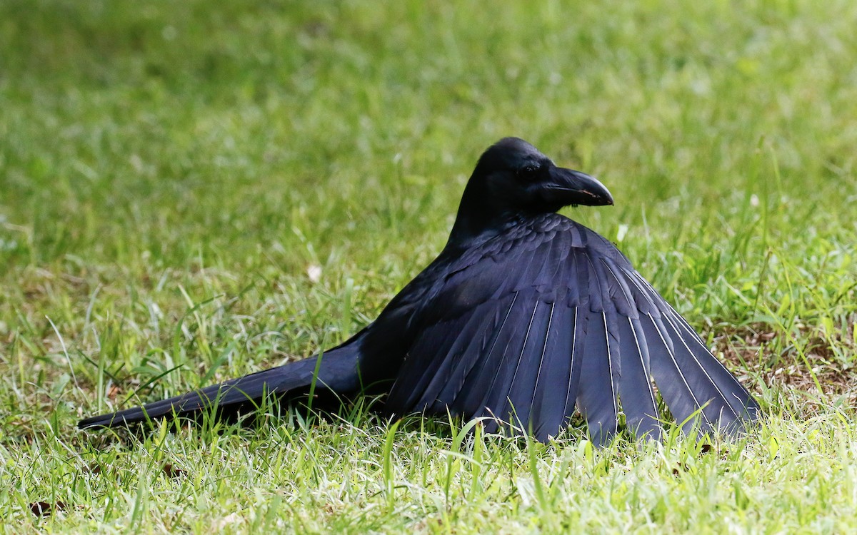Large-billed Crow (Large-billed) - ML620633805