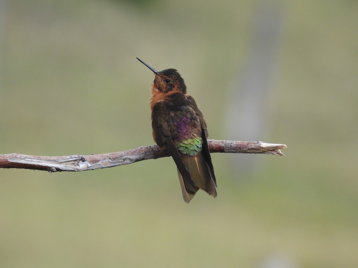 kolibřík duhovohřbetý - ML620633825