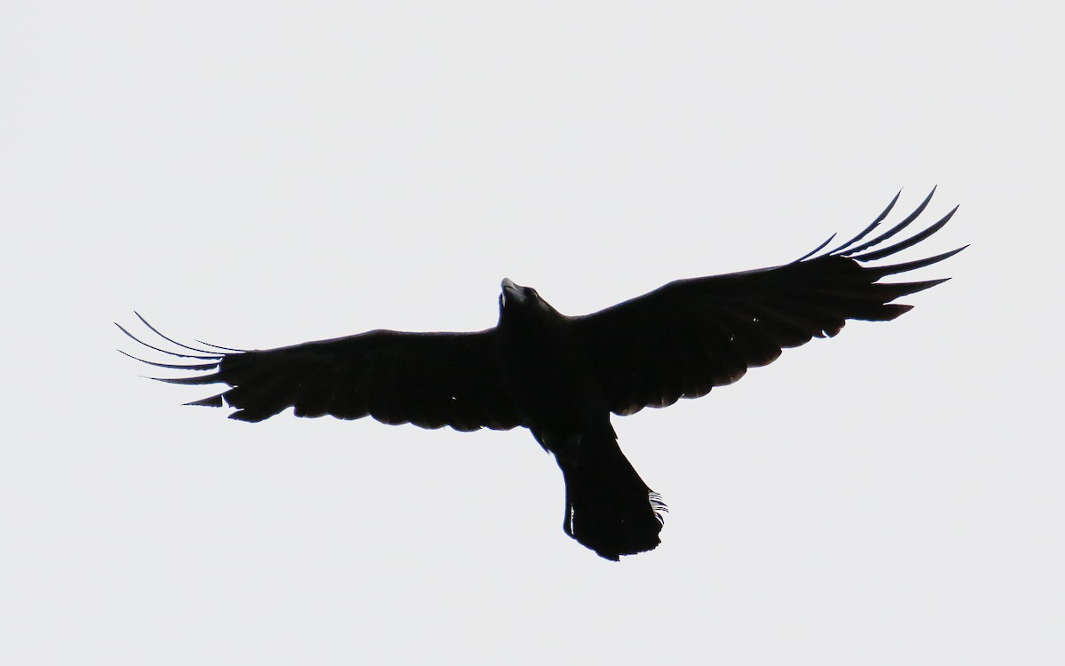 Large-billed Crow (Large-billed) - ML620633835
