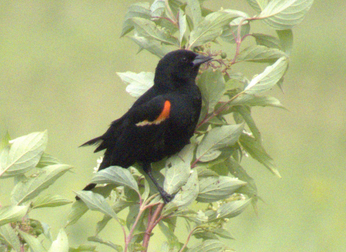Red-winged Blackbird - ML620633836