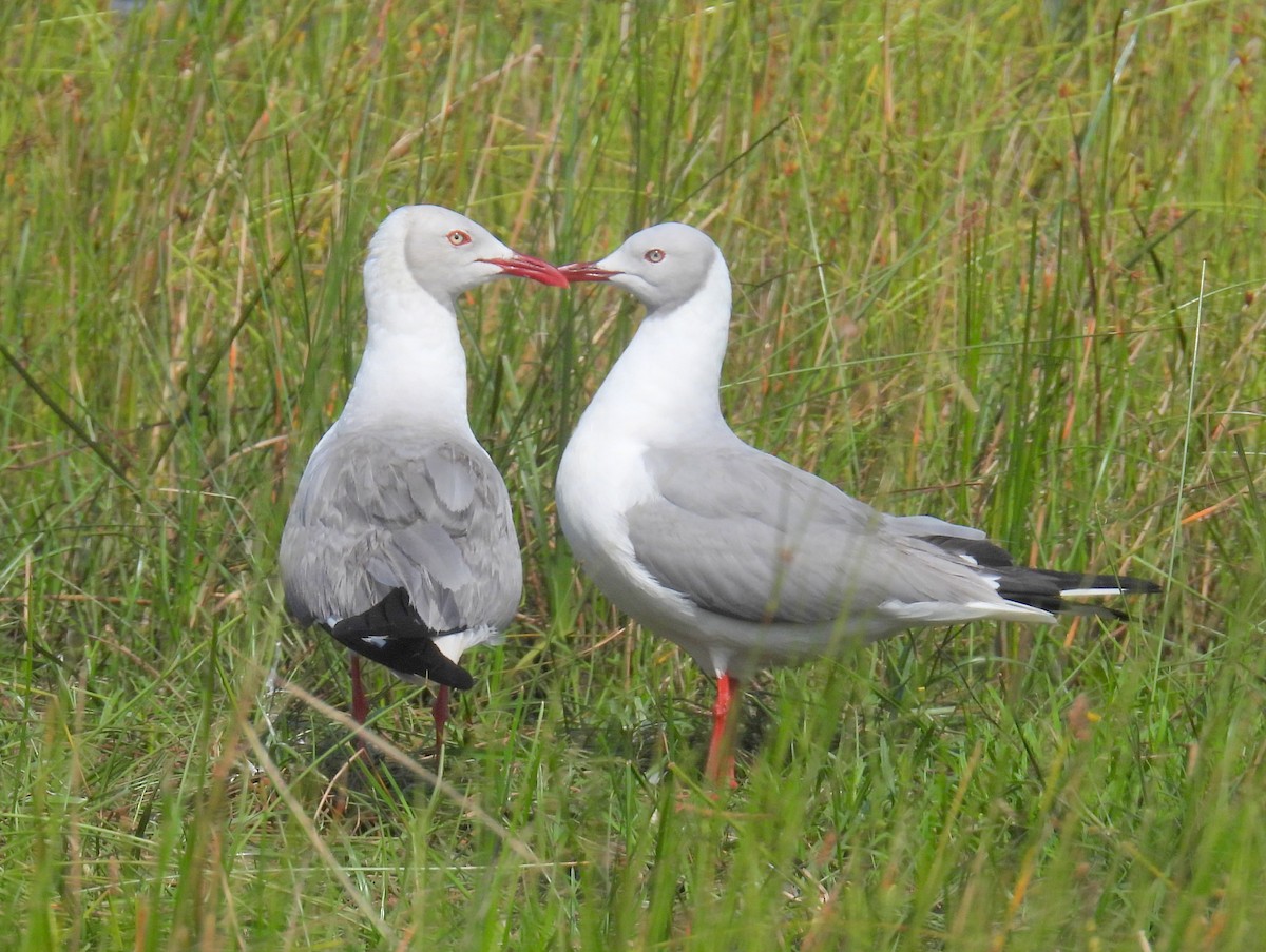 Mouette à tête grise - ML620633839