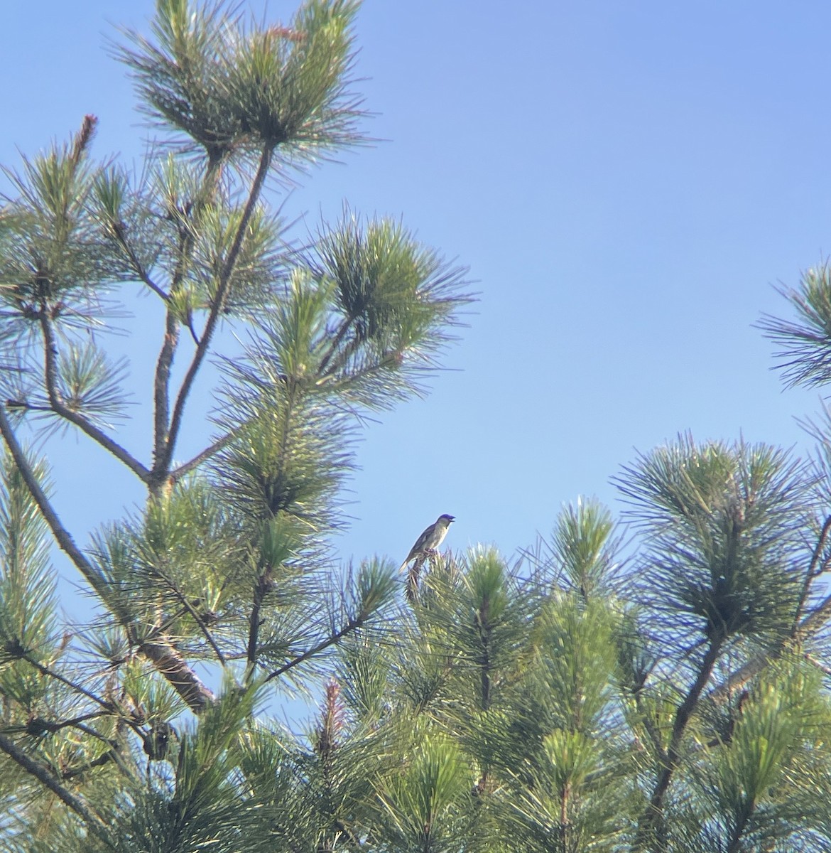 Russet Sparrow - ML620633843