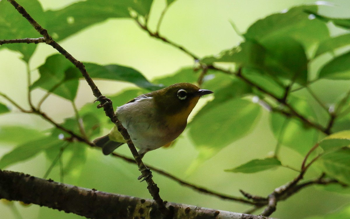 Warbling White-eye - ML620633845