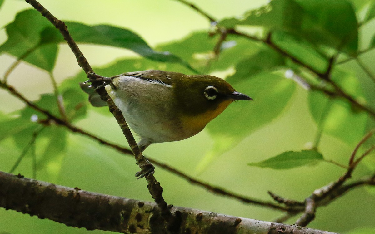 Warbling White-eye - ML620633846