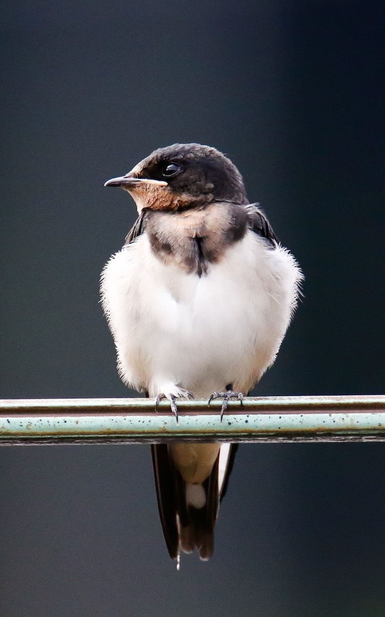 Barn Swallow (Buff-bellied) - ML620633853
